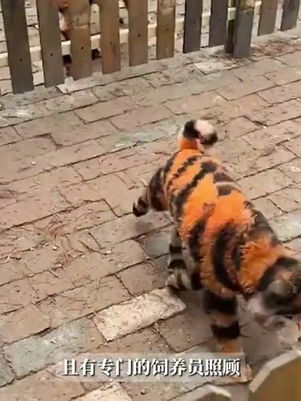 In einem chinesischen Zoo wurden Hunde wie Tiger angemalt