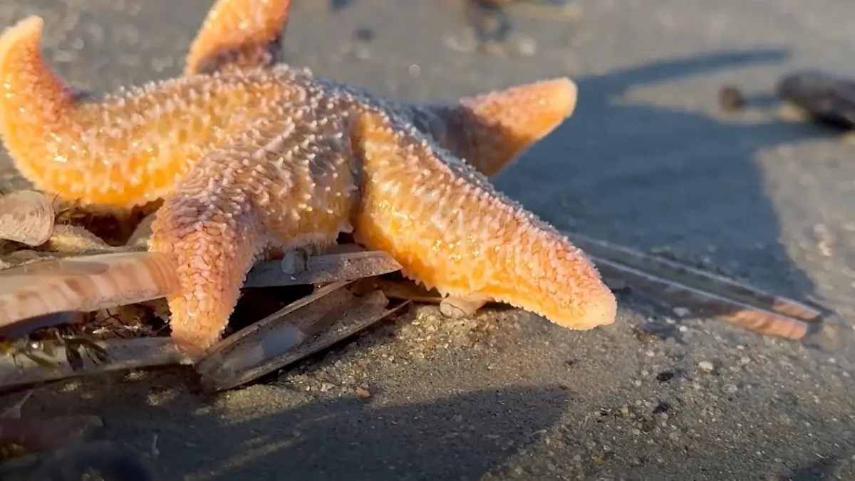 Millionen Meerestiere erstarrt Eiseskälte an der Nordsee