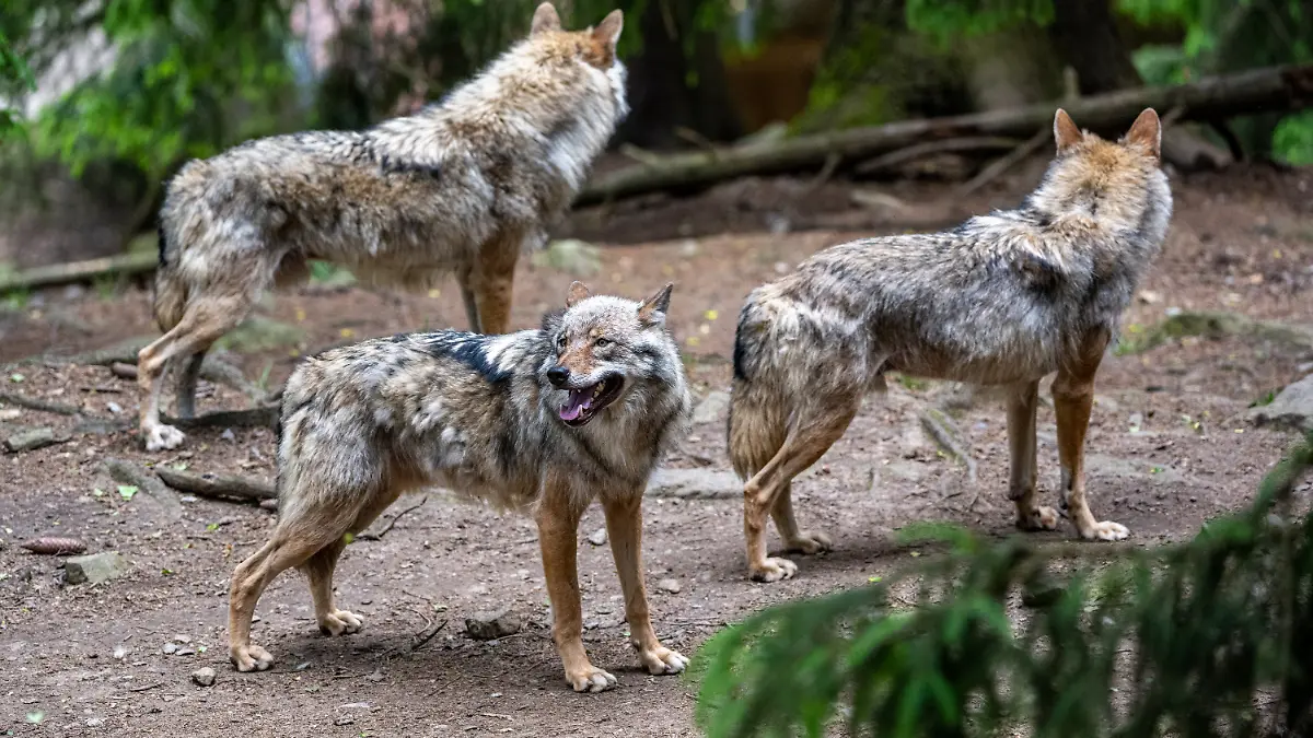 In Trentino-Südtirol wurde vier tote Wölfe gefunden. (Symbolfoto)