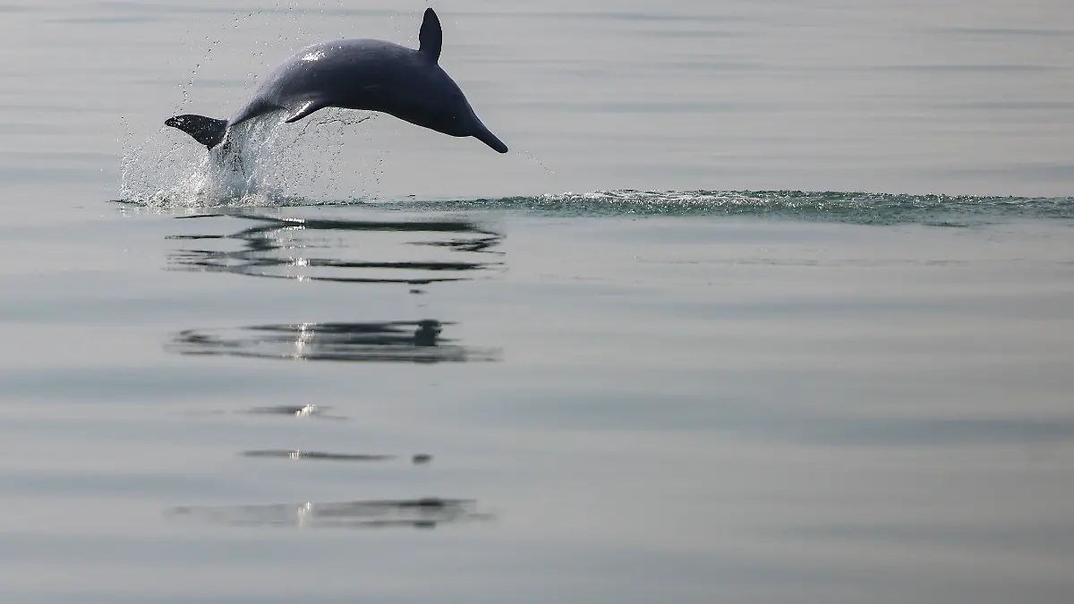 In Mexiko stirbt ein Delfin bei einer Tiershow. (Symbolbild)
