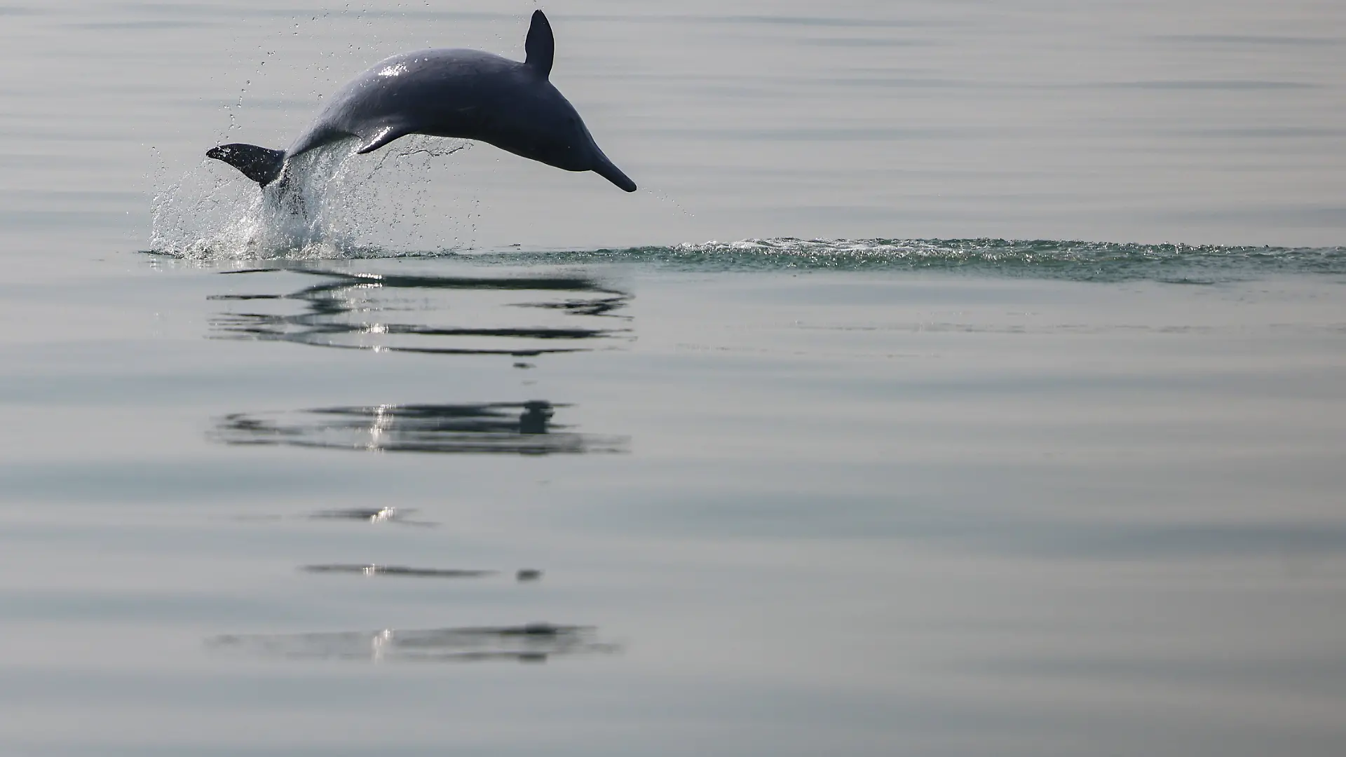 In Mexiko stirbt ein Delfin bei einer Tiershow. (Symbolbild)