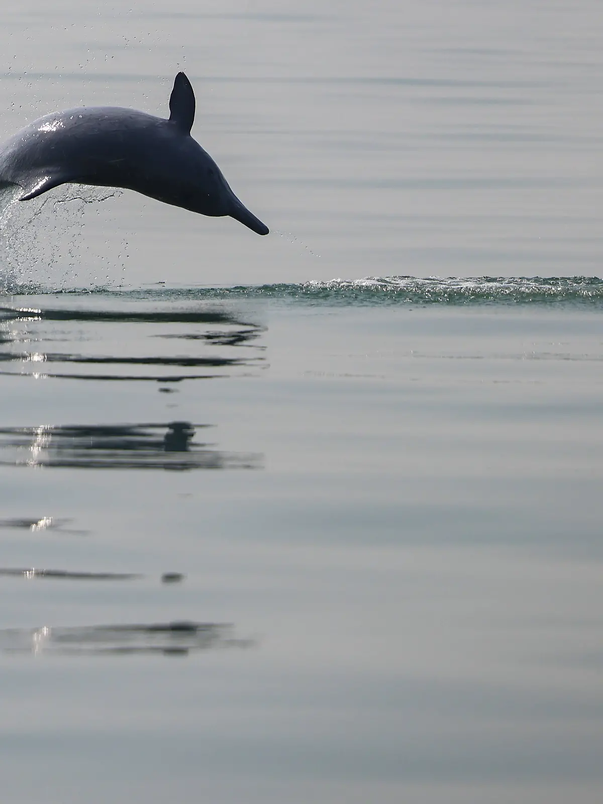 In Mexiko stirbt ein Delfin bei einer Tiershow. (Symbolbild)