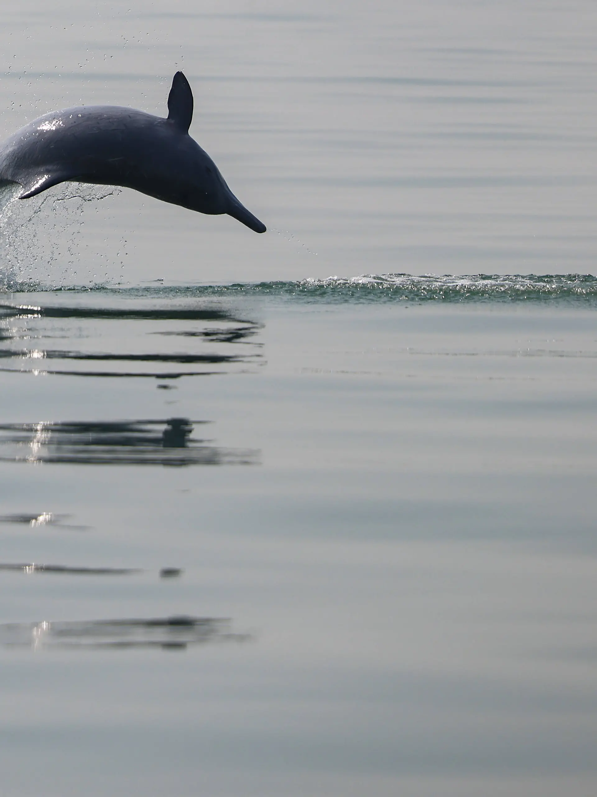In Mexiko stirbt ein Delfin bei einer Tiershow. (Symbolbild)