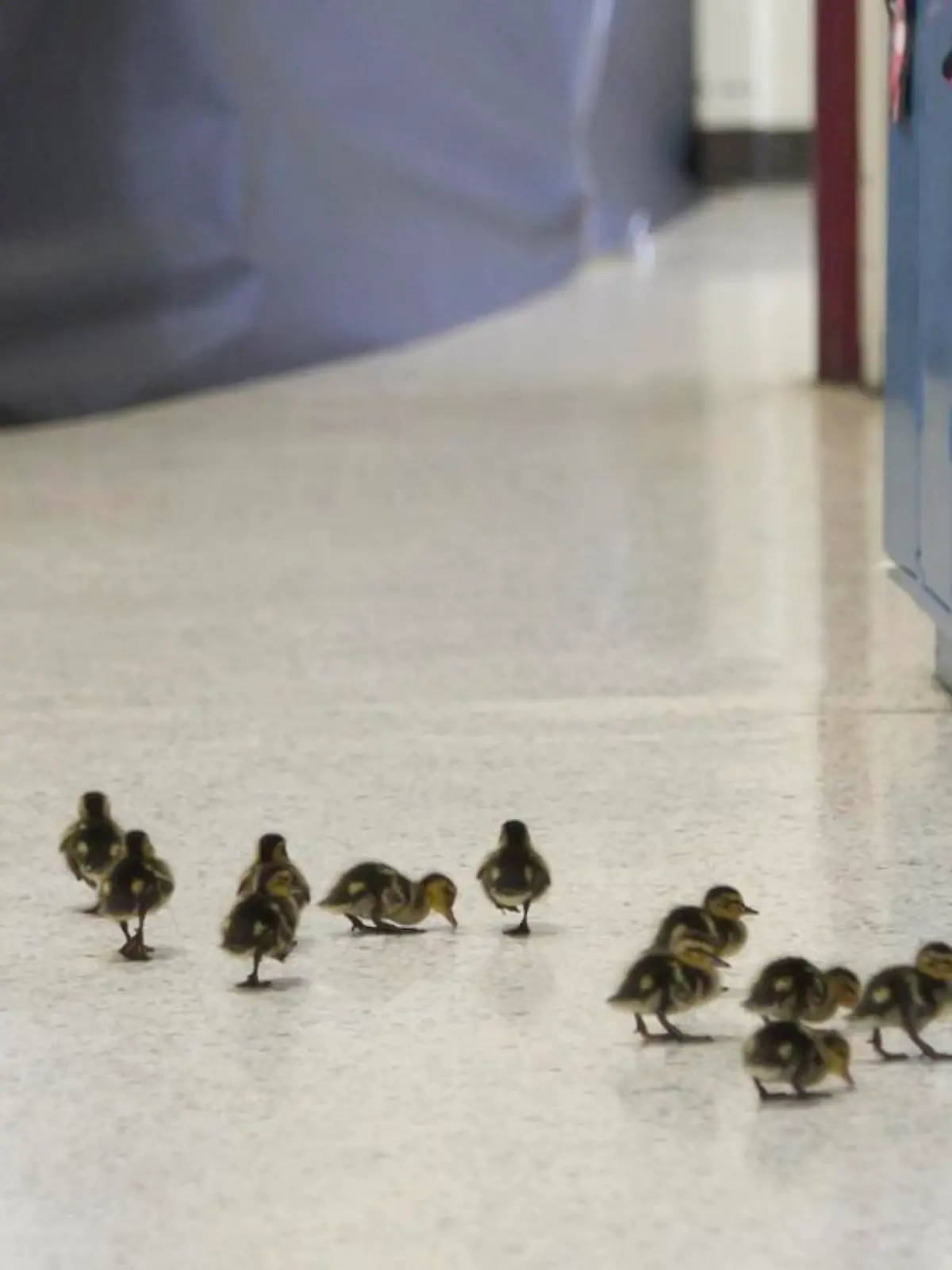 In a Thursday, April 28, 2016 photo, Vanessa the duck leads her offspring through the halls of the Village Elementary school in Hartland, Mich. to the outdoors. Vanessa has returned to the Village Elementary school courtyard to lay her eggs for the past 13 years, and the school has formed a close bond with the duck. Every year this momma duck nests in the courtyard of Hartland's Village Elementary, and once her eggs hatch, the school staff creates a safe passageway. Vanessa seems to understand, and leads her offspring through an open door of the courtyard, and through the halls to an exterior door. (Gillis Benedict/Livingston County Daily Press & Argus via AP) NO SALES; MANDATORY CREDIT