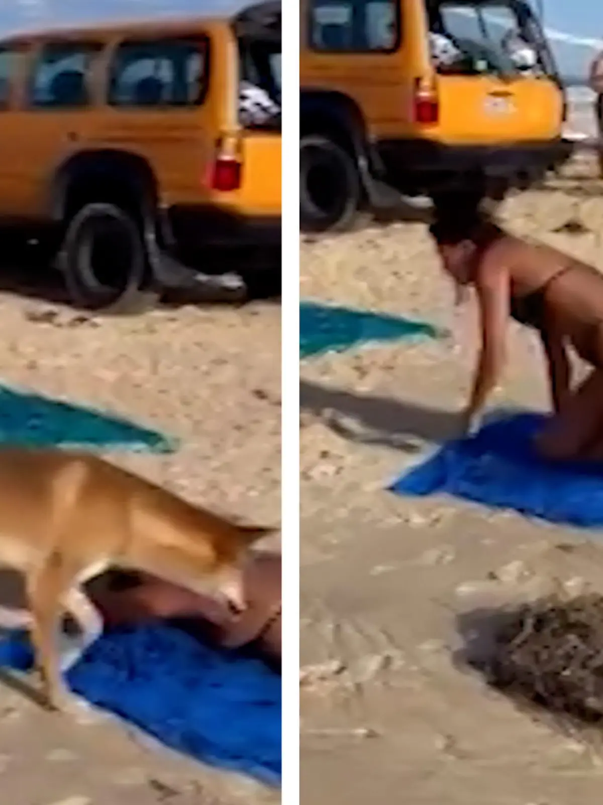 Da hat eine Touristin aus Frankreich Glück gehabt, dass der wilde Dingo ihr keine größeren Verletzungen zugefügt hat! Nachdem das Tier nach ihr schnappte, kam sie mit dem Schrecken davon.