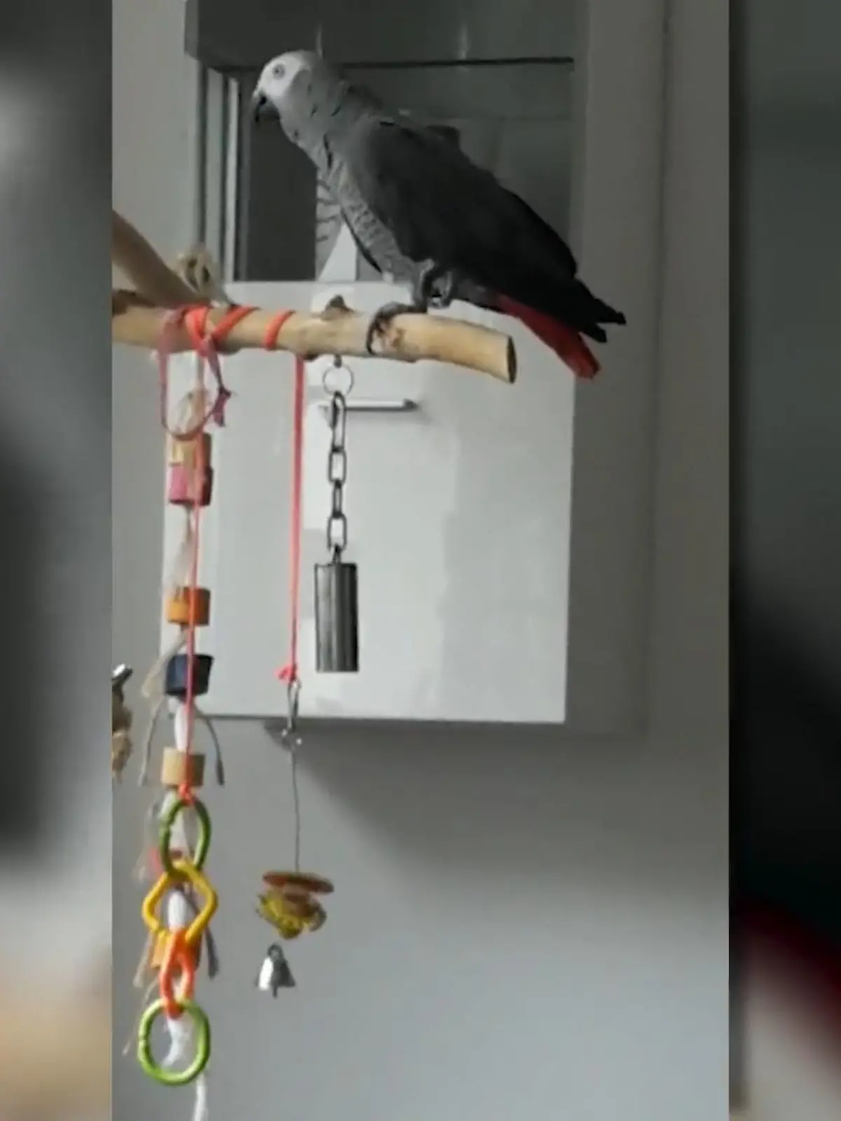 Bild zu: "Papagei aus Hagen vermisst"