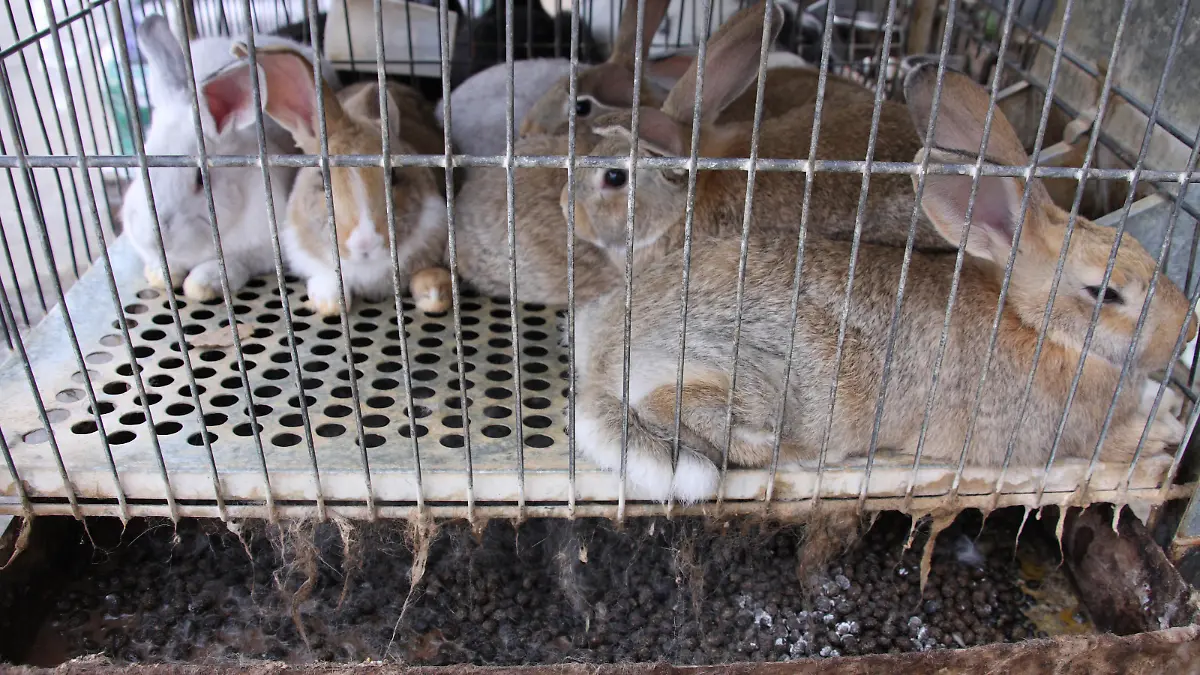 Rabbits kept in a tiny cage