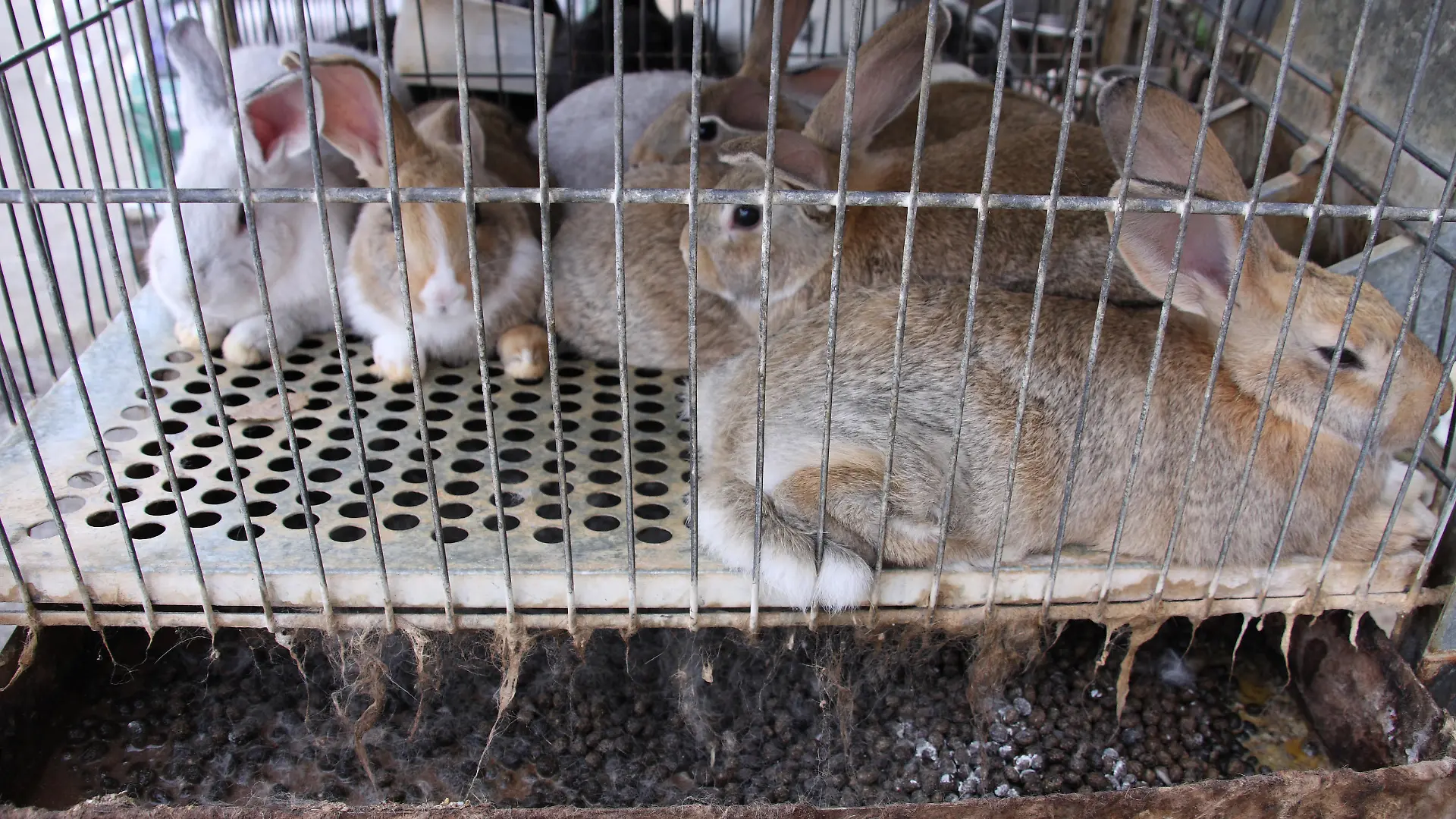 Rabbits kept in a tiny cage
