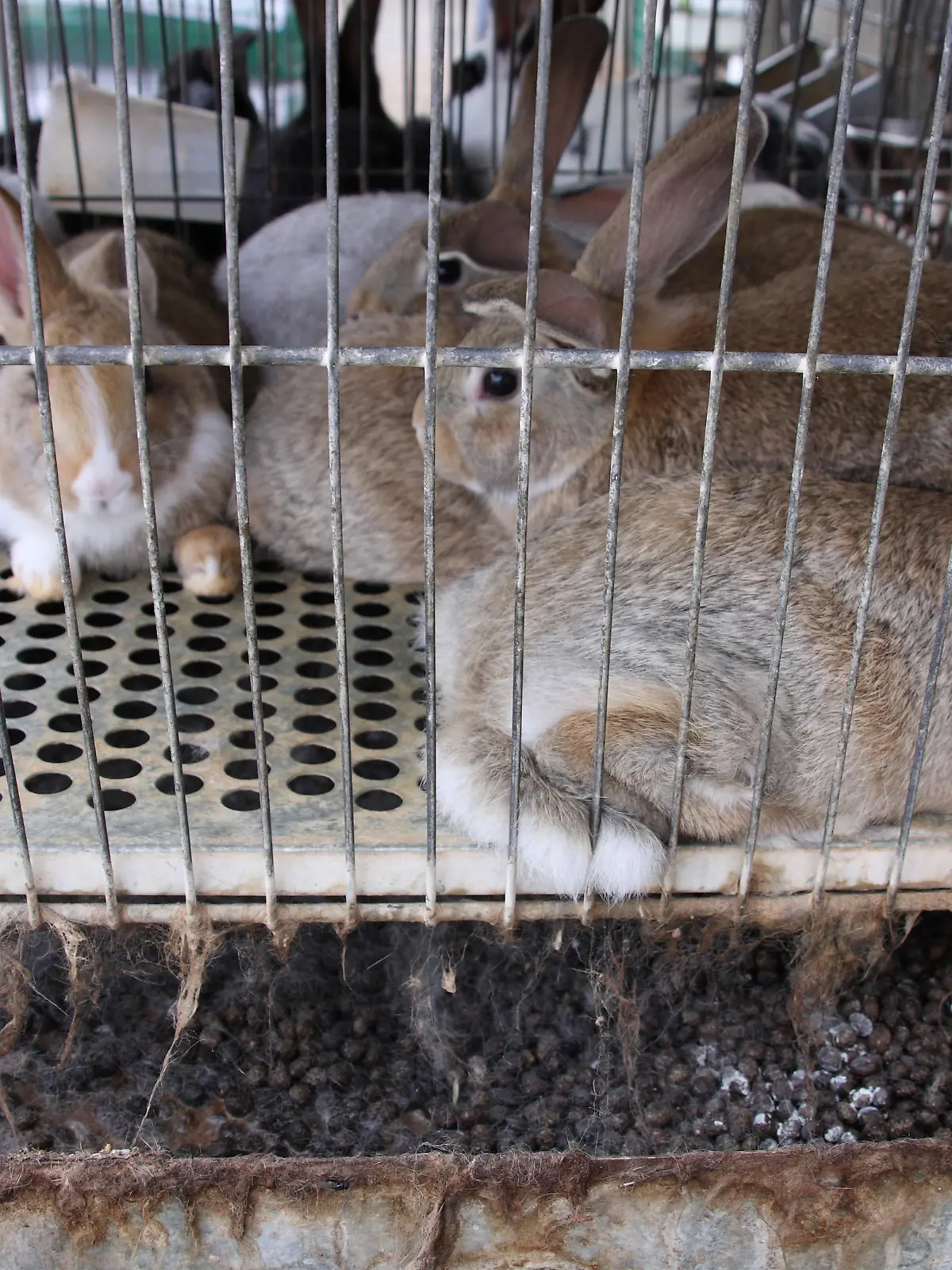 Rabbits kept in a tiny cage
