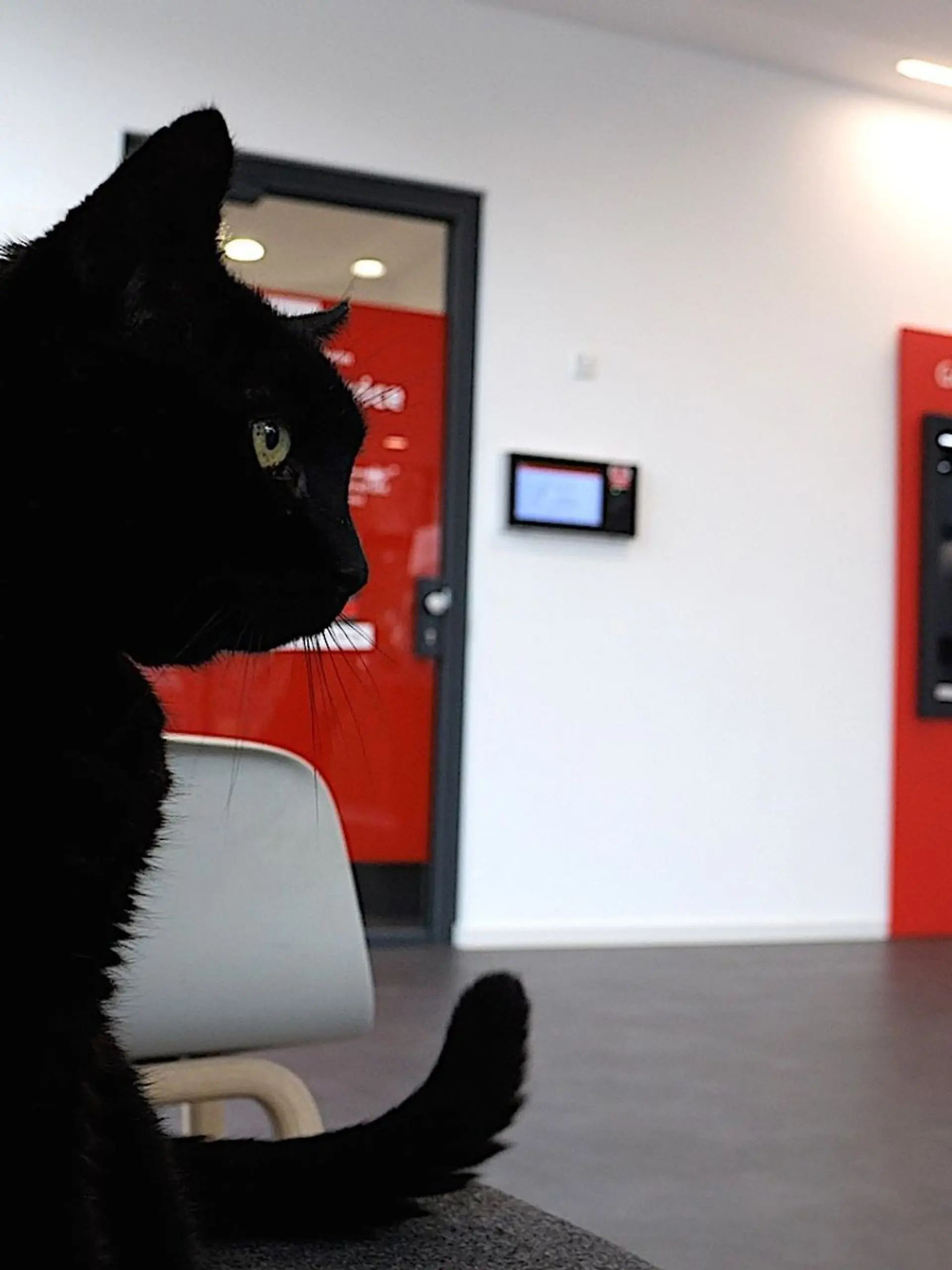 Bild zu: "Tierischer Mitarbeiter in Bankfiliale"
