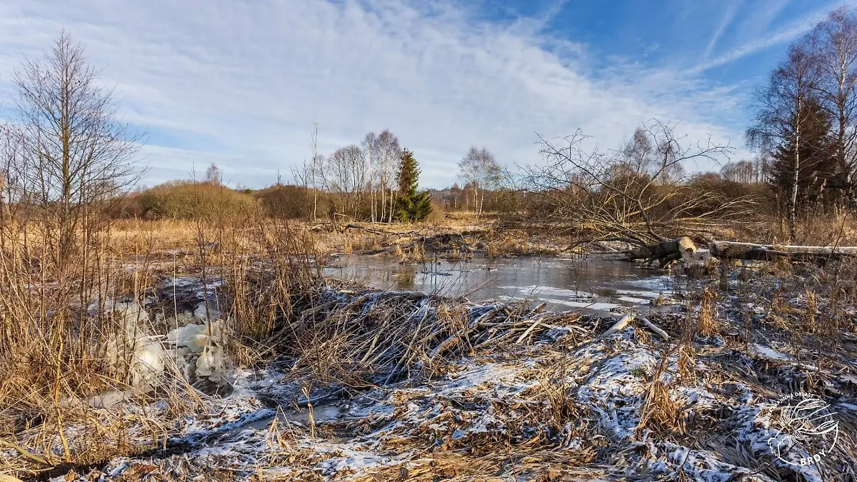 Mit diesem Damm sparen Biber der Verwaltung des Landschaftsschutzgebiets eine ganze Menge Holz.