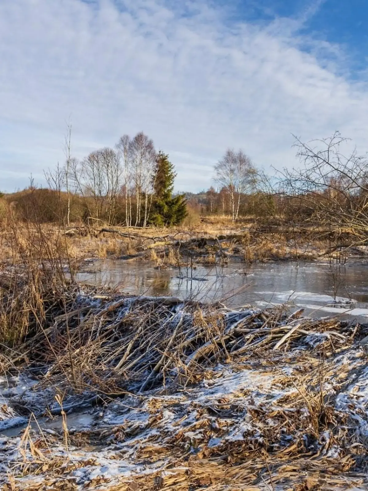 Mit diesem Damm sparen Biber der Verwaltung des Landschaftsschutzgebiets eine ganze Menge Holz.