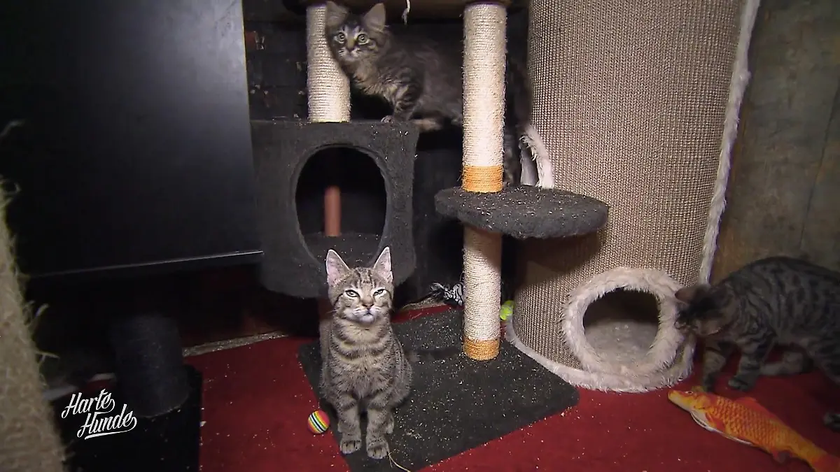Letzte Zuflucht für unheilbare Katzen Pfötchen-Hof