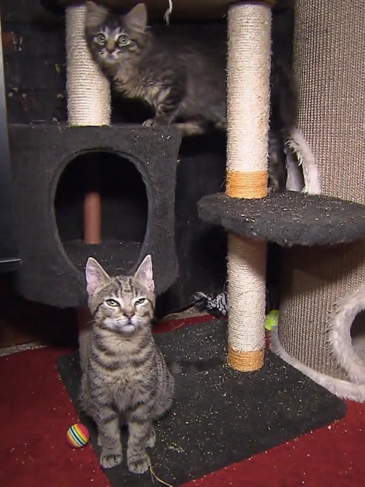 Bild zu: "Letzte Zuflucht für unheilbare Katzen"