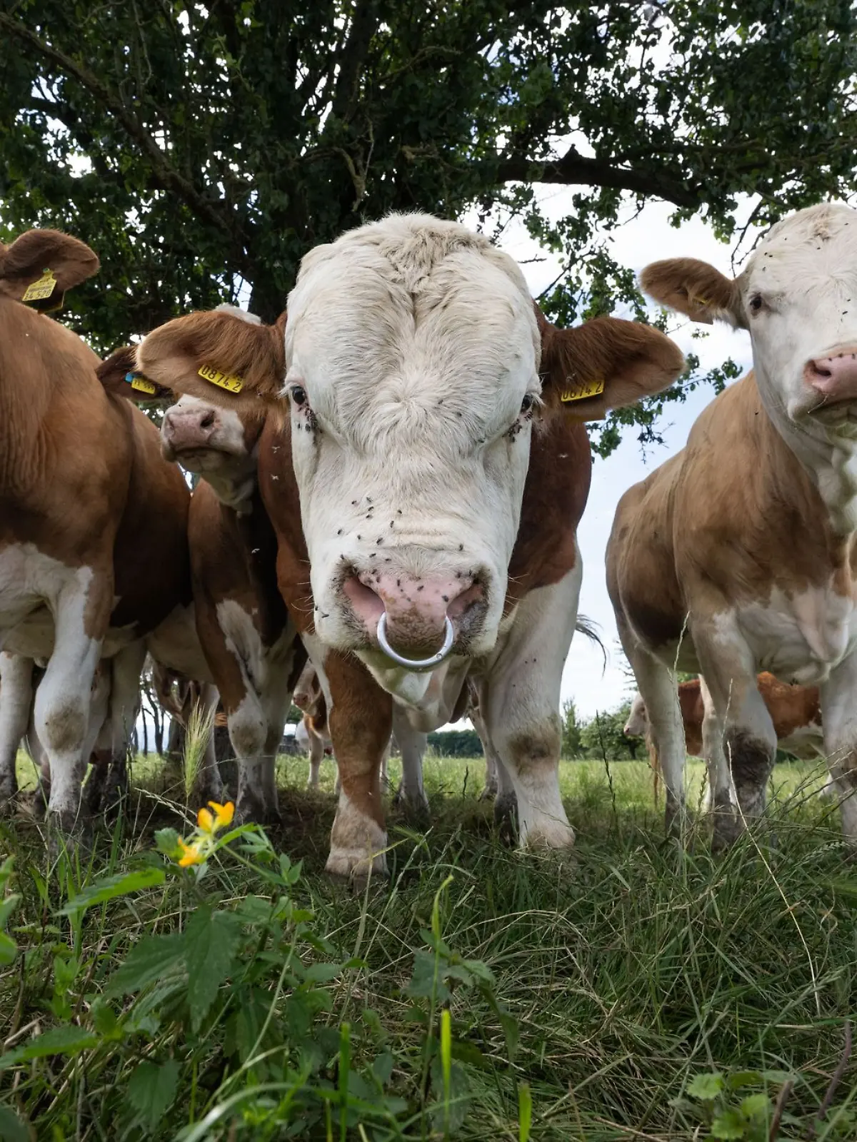 Bild zu: "Neue Variante der Vogelgrippe alarmiert Experten"