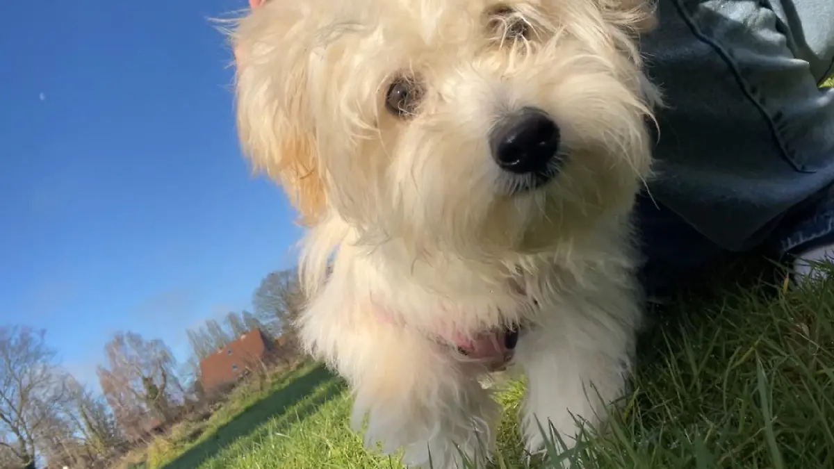 Milou 1.png