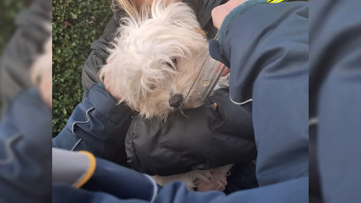 Milou Rettung.png