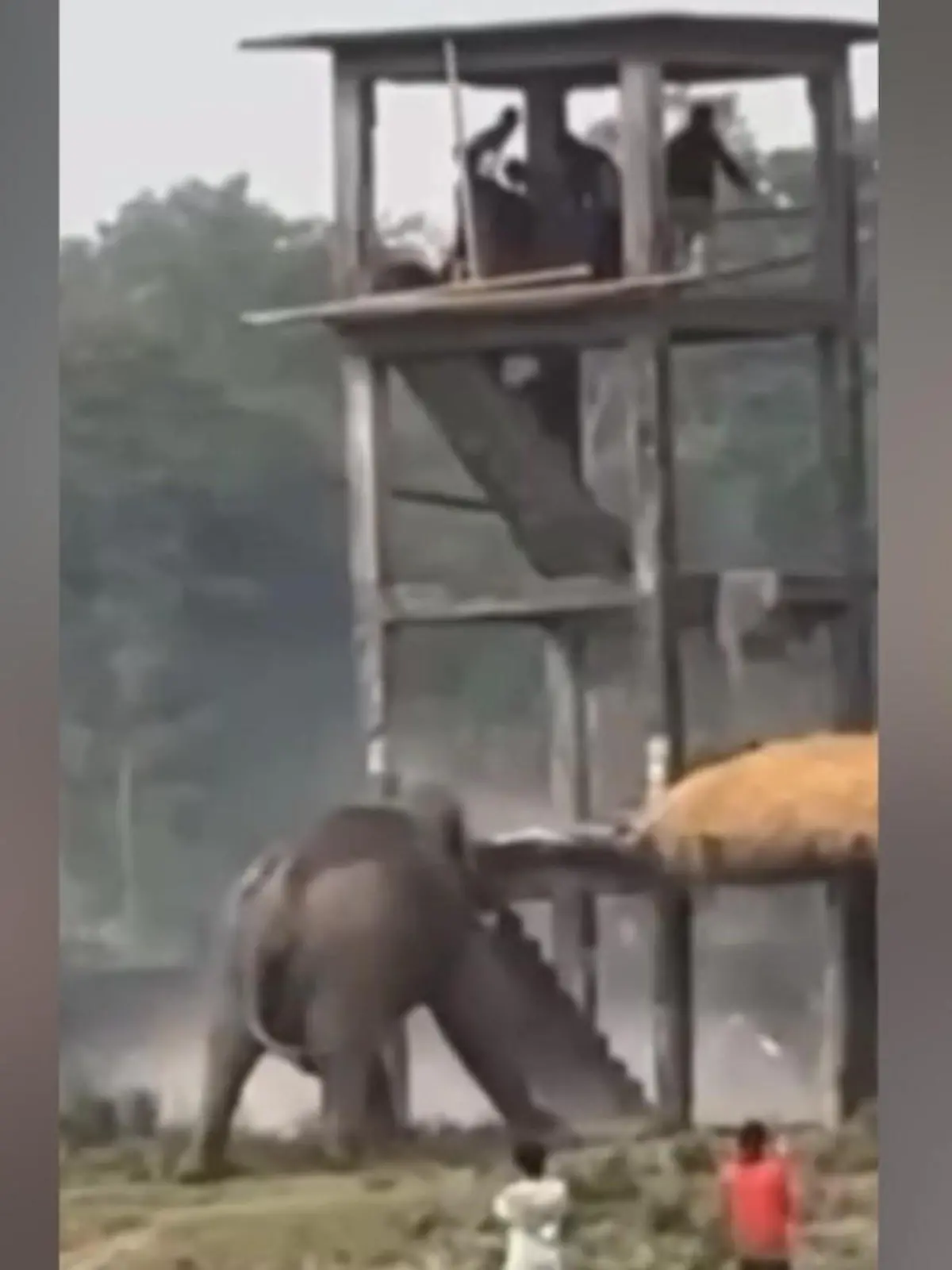 Im indischen Apalchand-Wald wütet ein wilder Elefant, weil er zuvor von Einheimischen belästigt und gejagt wurde.