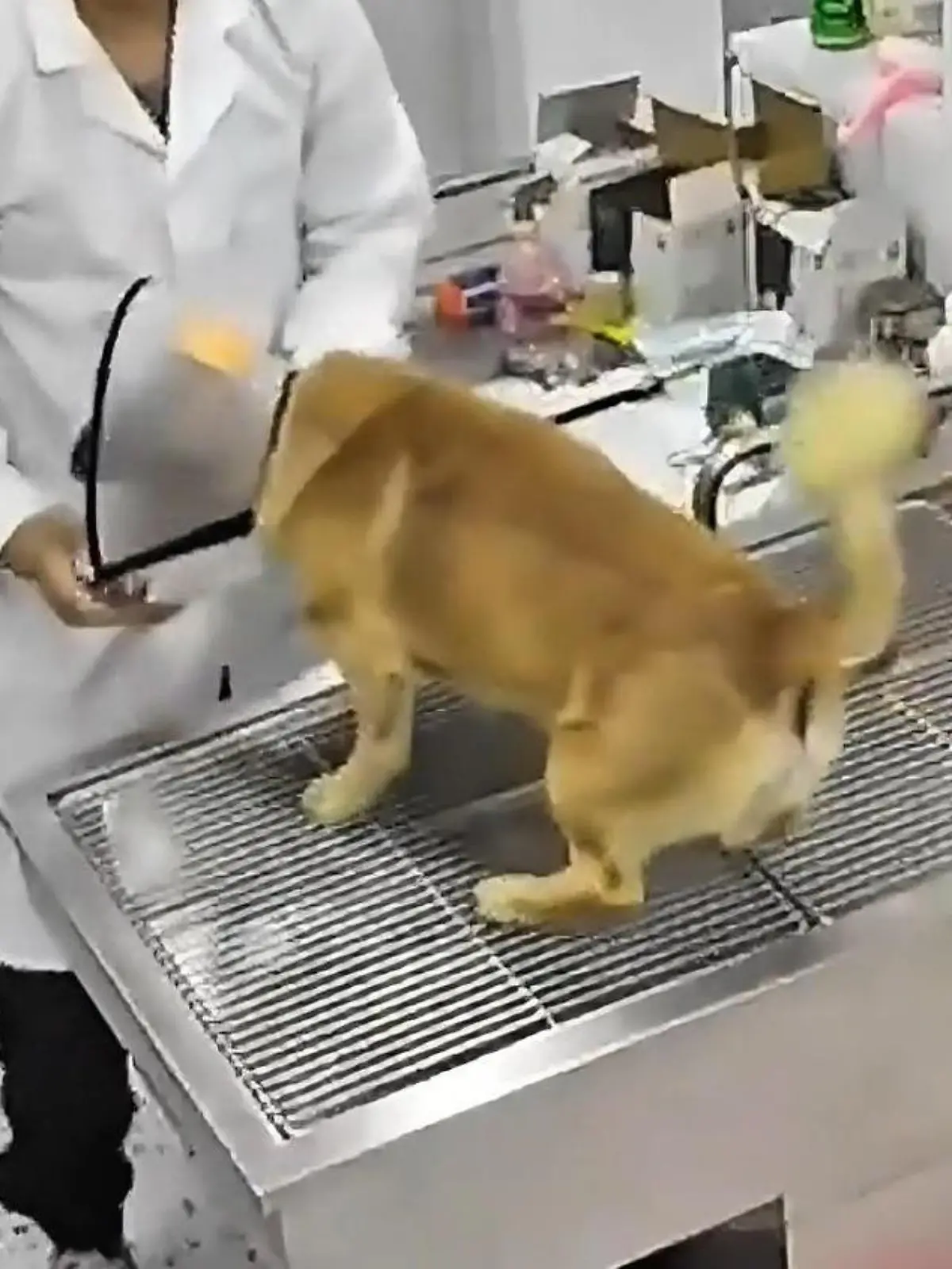 Dieser Hund geht ganz allein zum Tierarzt.