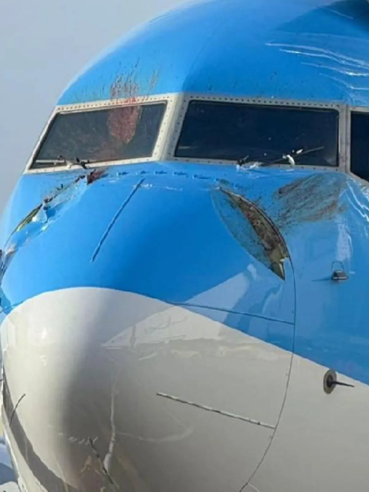 Bild zu: "Flugzeug kracht in Schwäne"