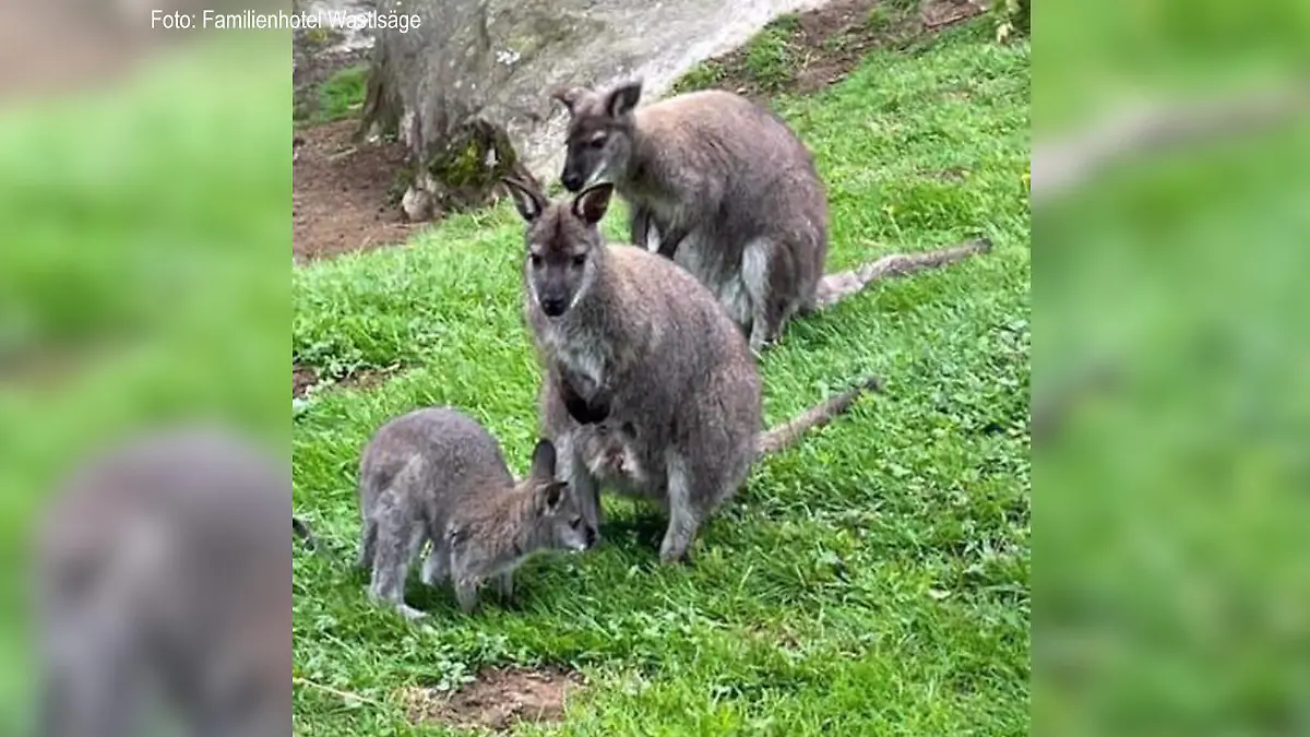 Kängurus
