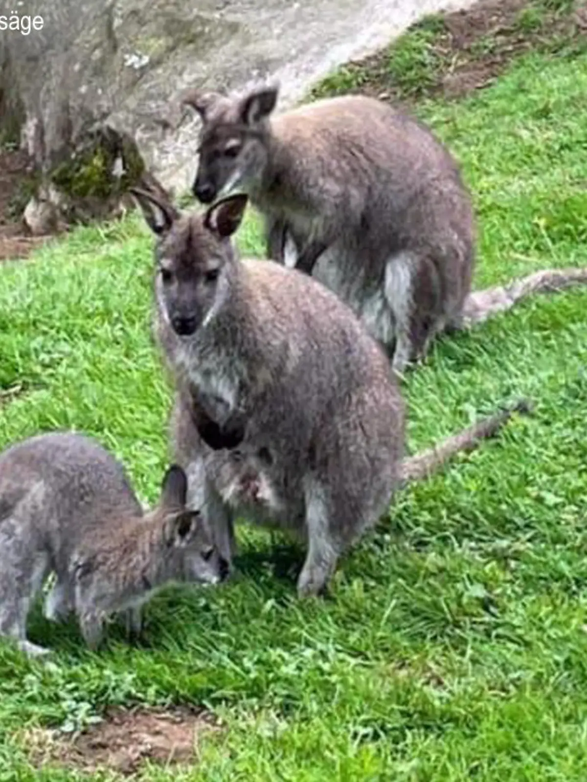 Kängurus