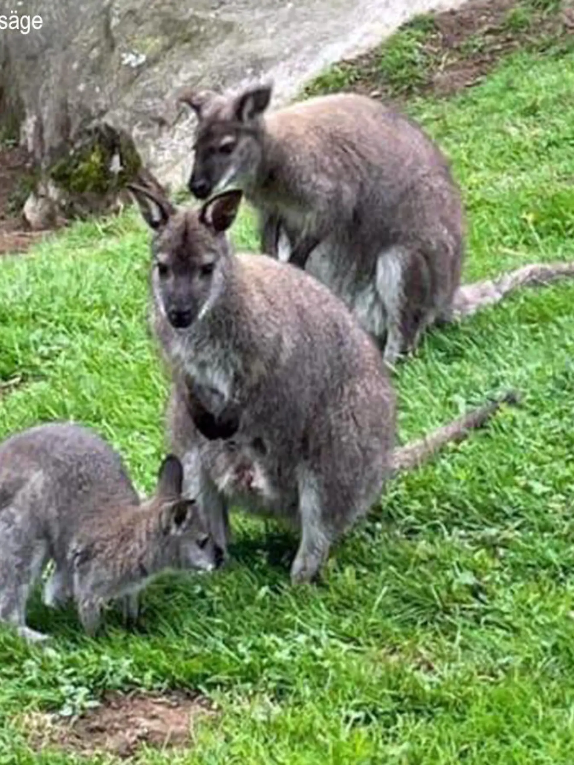 Kängurus