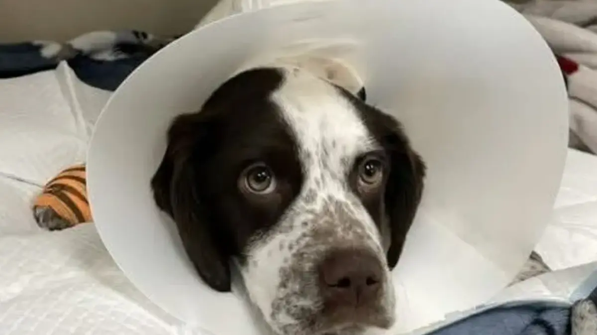 Ein deutscher Pointer-Mix.