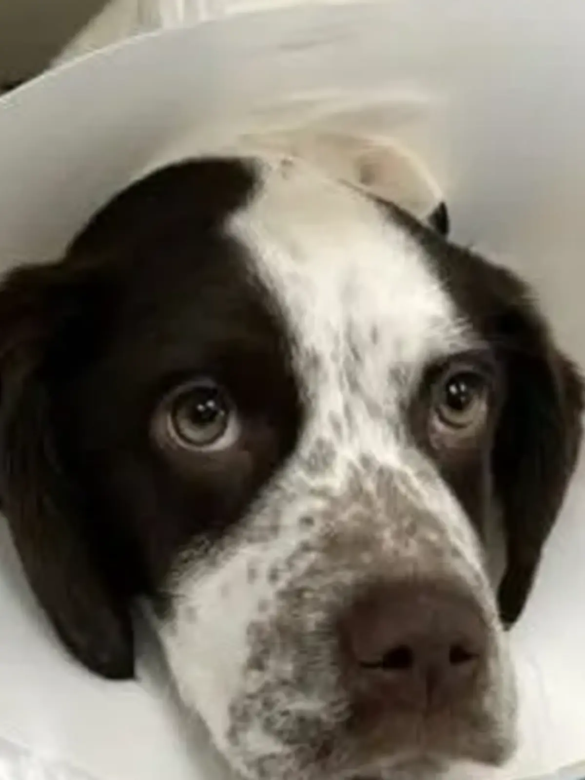 Ein deutscher Pointer-Mix.
