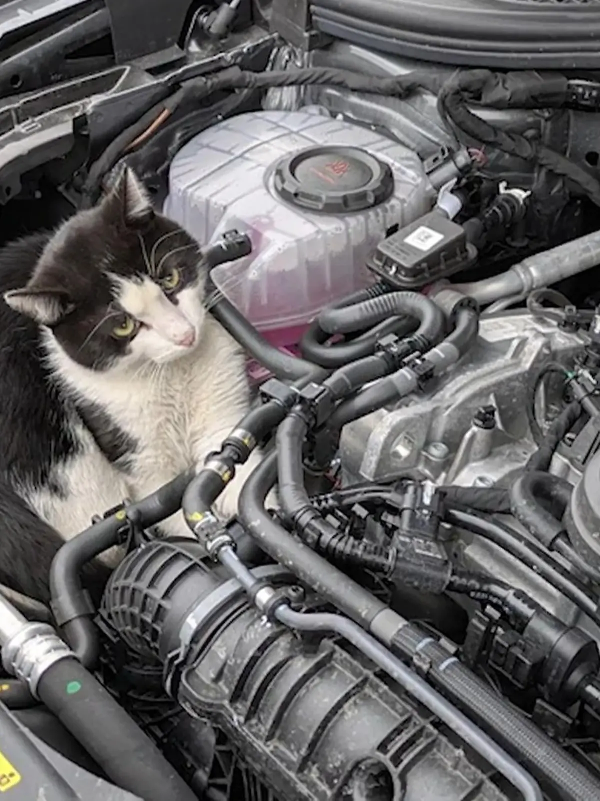 Bild zu: "Kater als Beifahrer in Motorhaube"