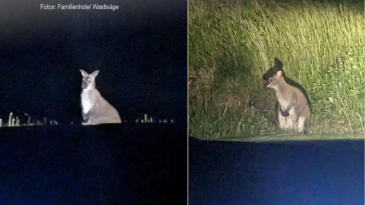Kängurus NAcht