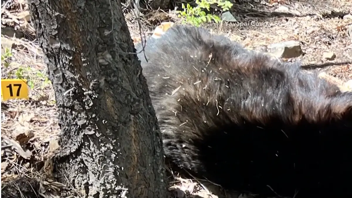 Ein toter Schwarzbär in Arizona.