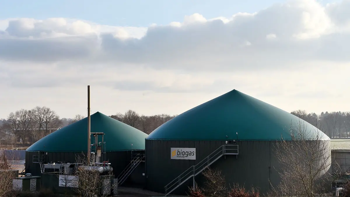 Biogasanlagen werden auch mit Mais «gefüttert». (Archivbild)