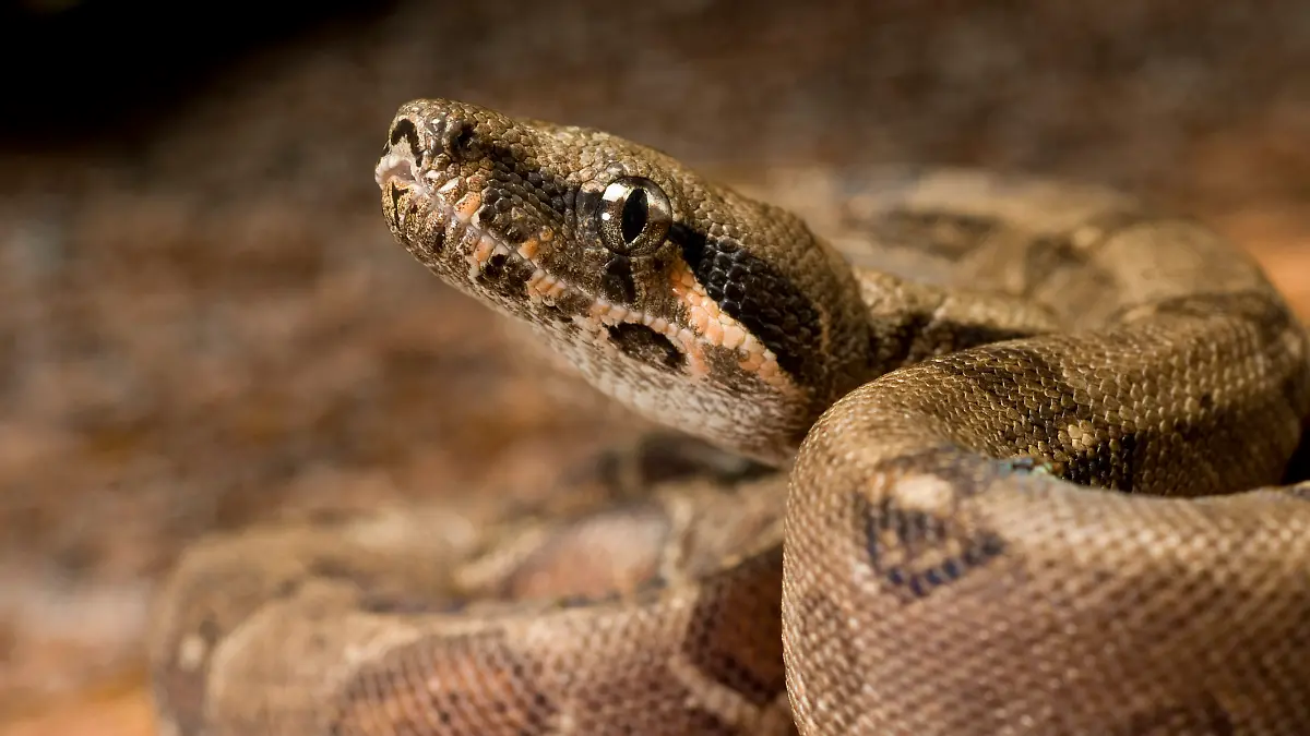 Boa constrictor constrictor,Abgottschlange,Boa constrictor