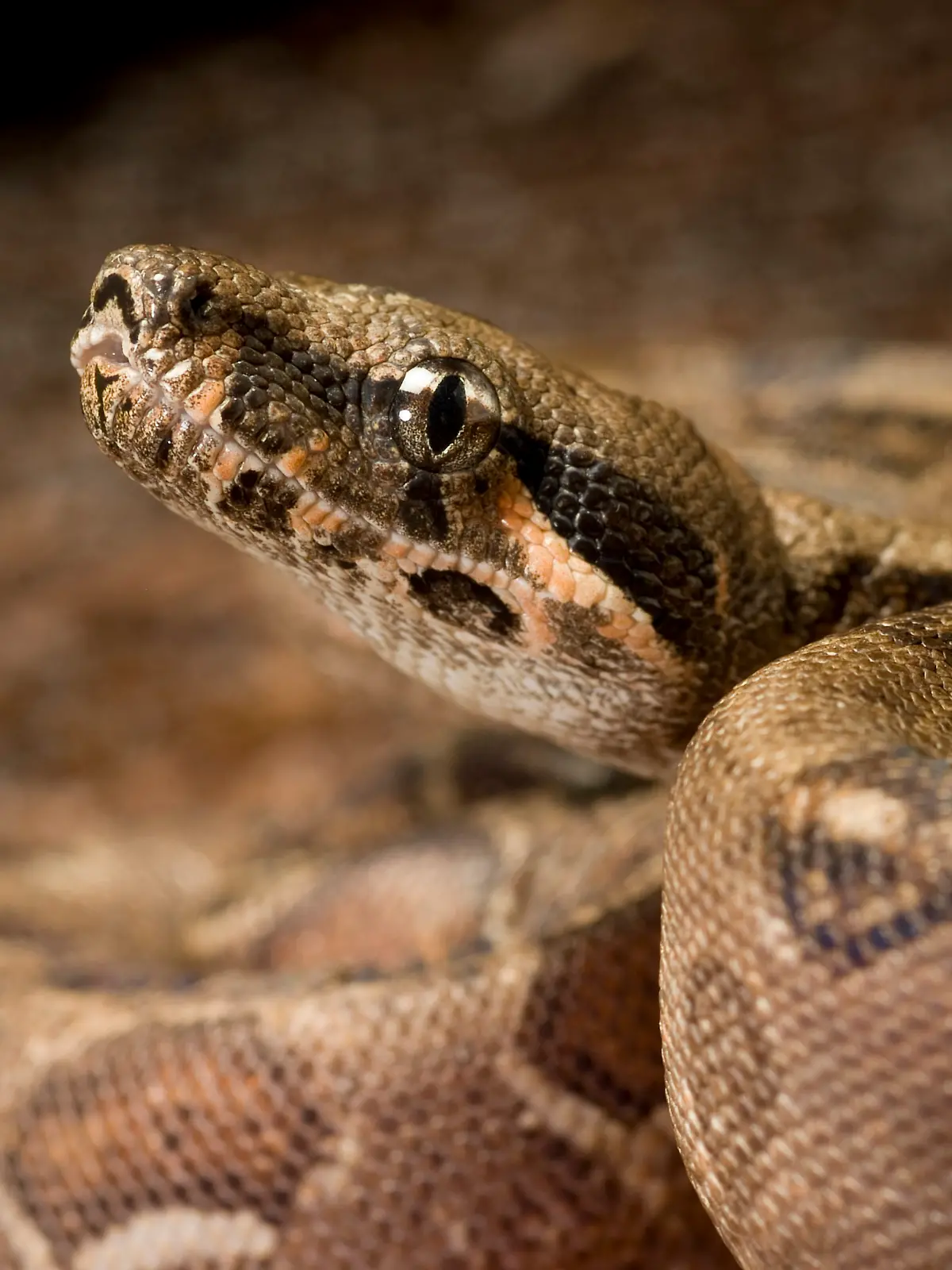 Boa constrictor constrictor,Abgottschlange,Boa constrictor