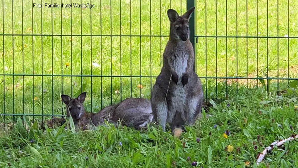 Känguru
