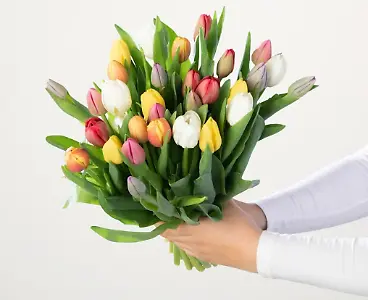 Bunte Tulpen - 30 Stiele