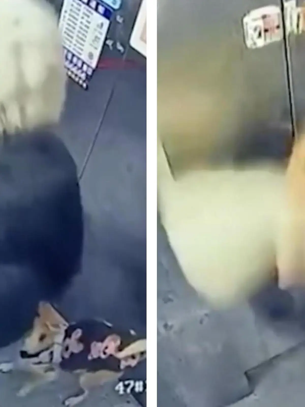 Bild zu: "Horror im Aufzug! Hund an Decke geschleudert – mit Frauchen"