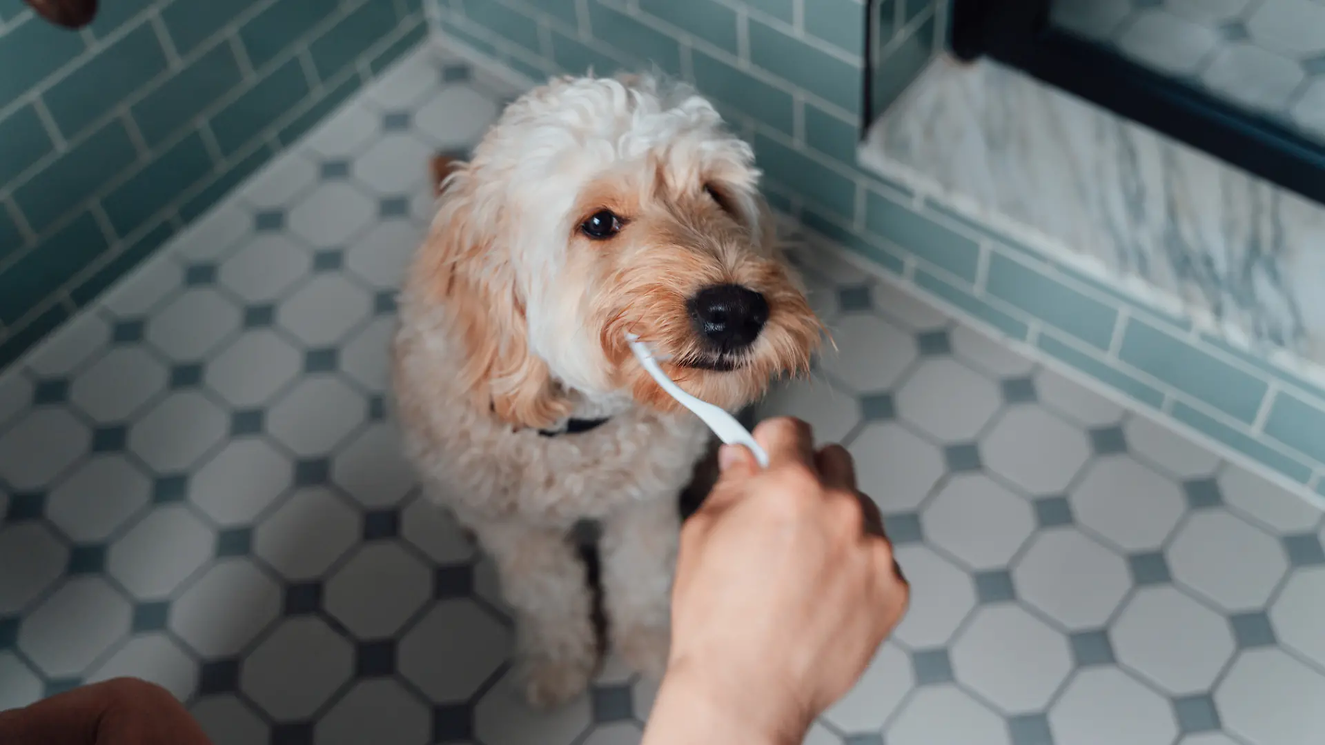 Einem Hund werden mit einer Zahnbürste die Zähne geputzt.
