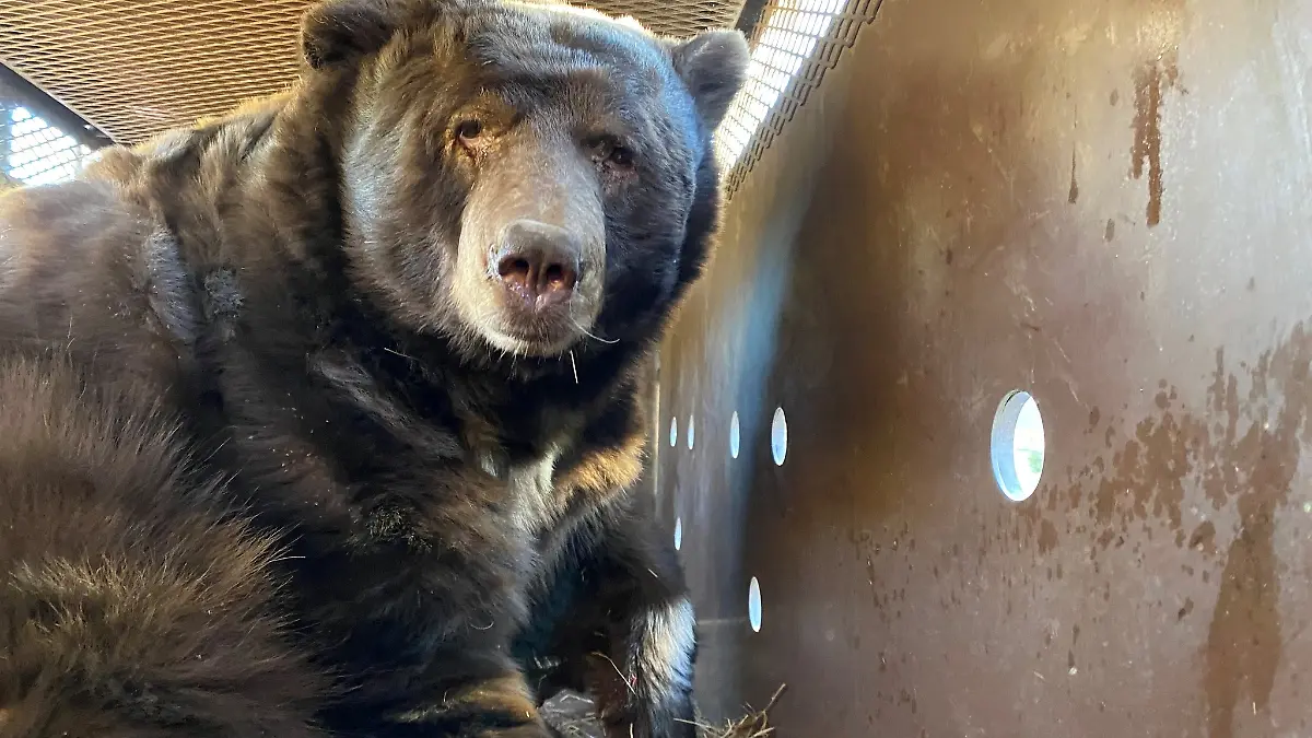 Dieser Schwarzbär übersteht die Flammen unversehrt.