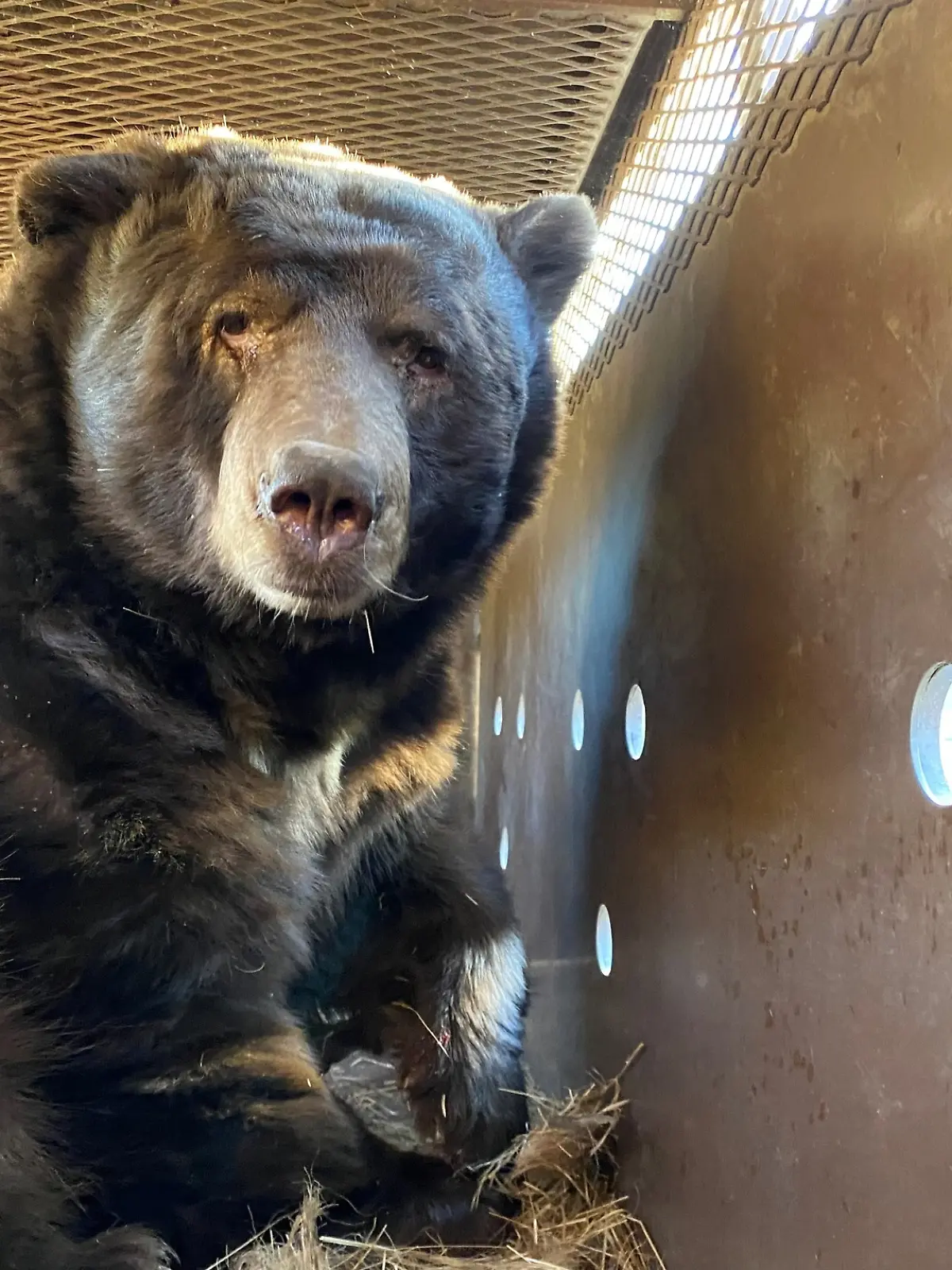 Dieser Schwarzbär übersteht die Flammen unversehrt.