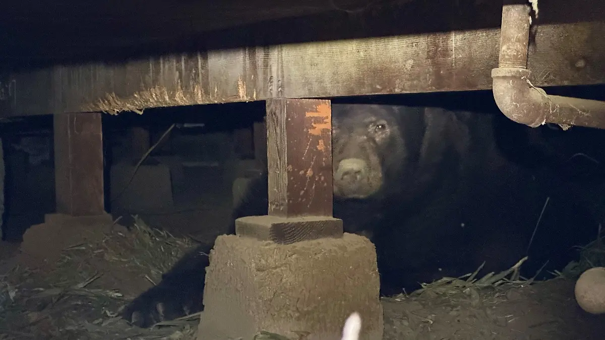 Barry versteckt sich weiter unter Arbids Haus.