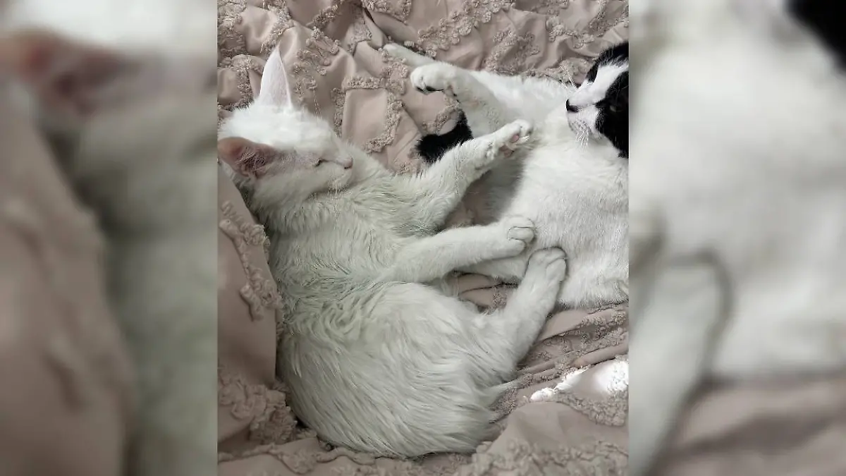 Die grüne Katze von Userin Mioraa