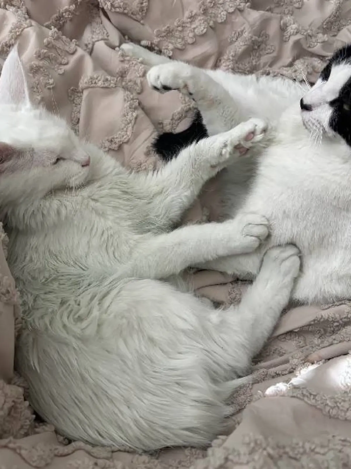Die grüne Katze von Userin Mioraa