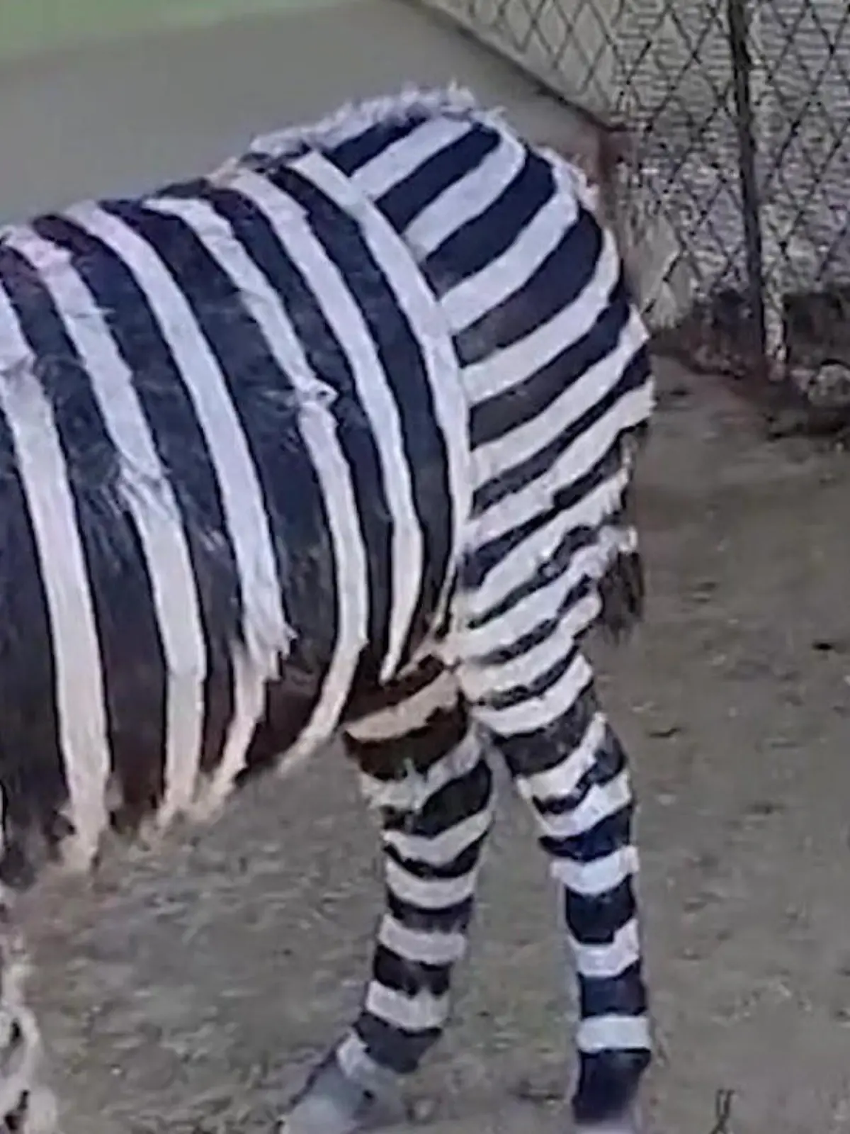 Bild zu: "Was zum Zesel?! DAS kann der Zoo doch nicht ernst meinen"