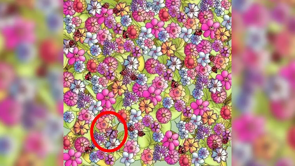 Auflösung Suchbild Schmetterling