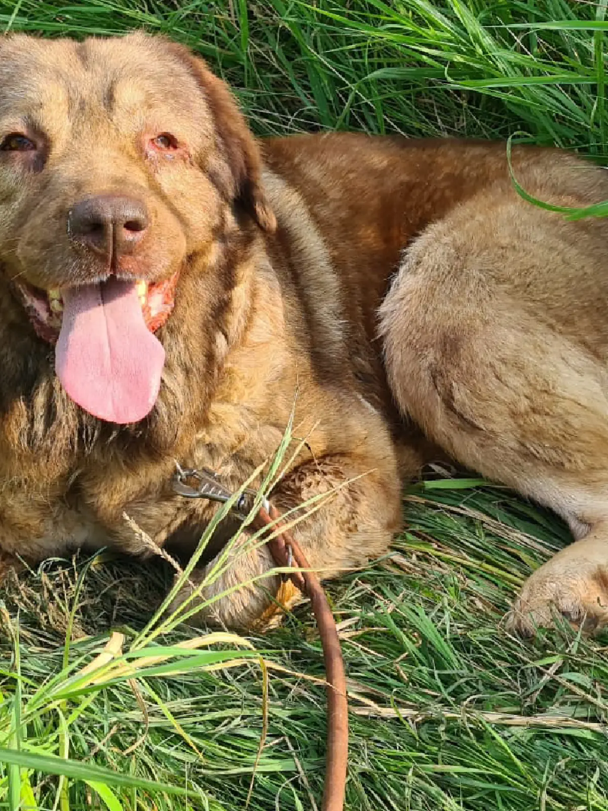 Bild zu: "Holly ist noch nie Gassi gegangen! "