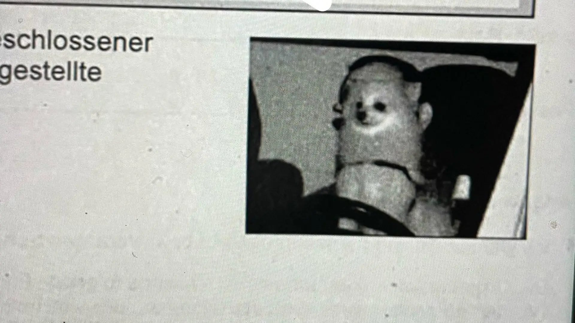 Hund am Steuer