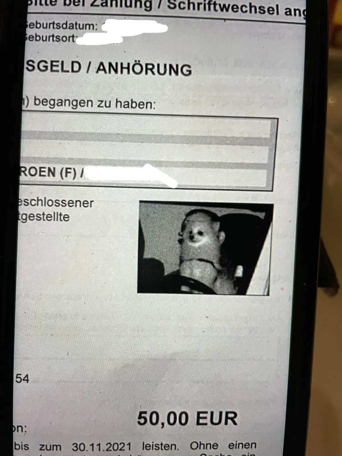 Hund am Steuer