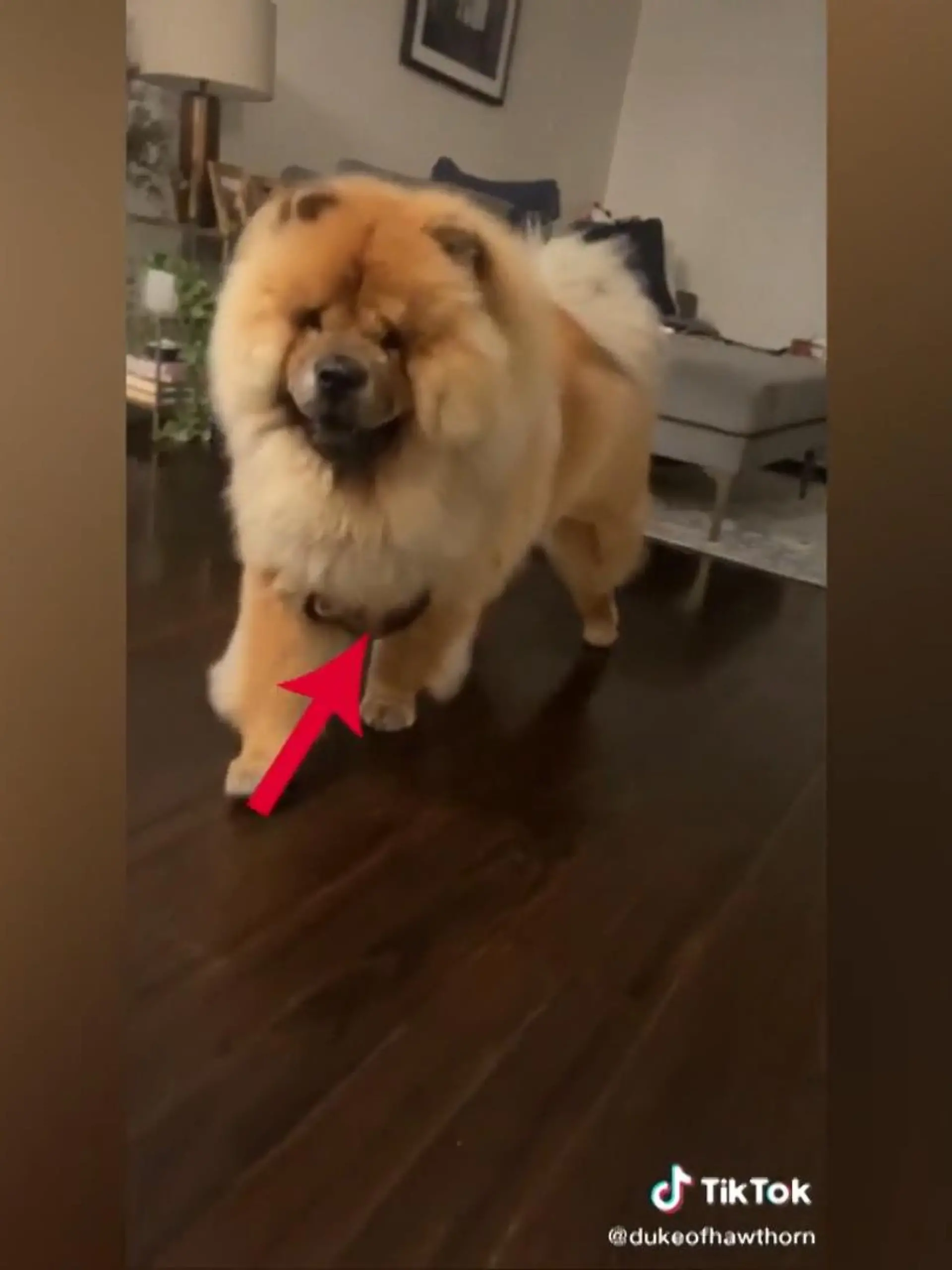 Bild zu: "Hund trägt blinden Passagier im Fell"